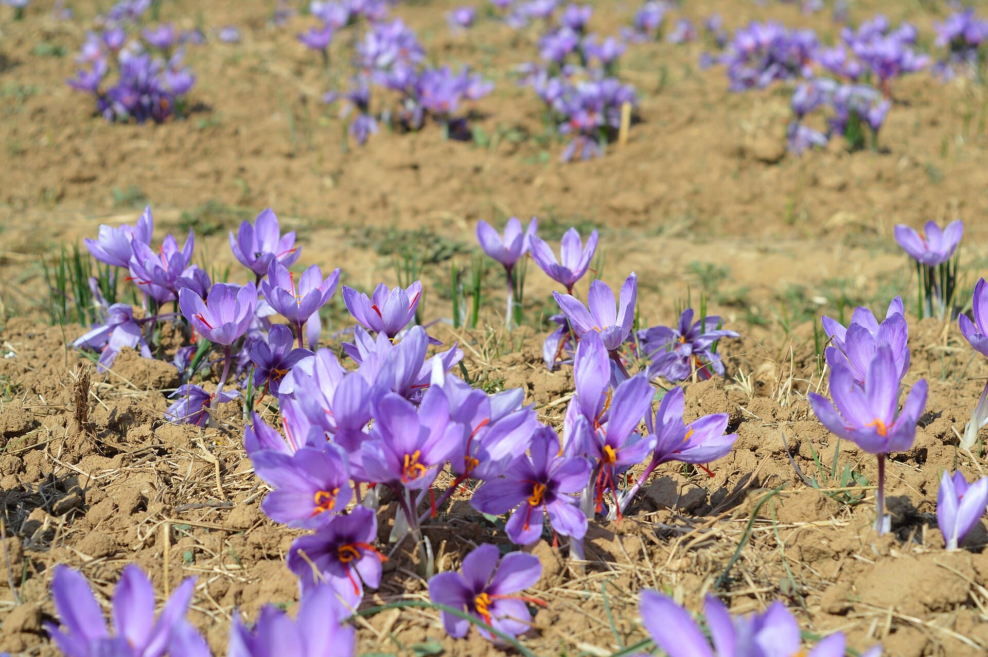 Saffron crocus flowers in bloom at Pampore